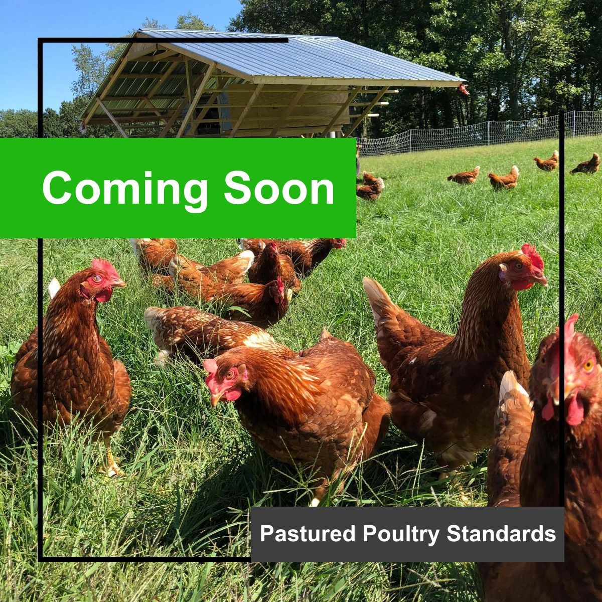 hens on pasture - standards coming soon 